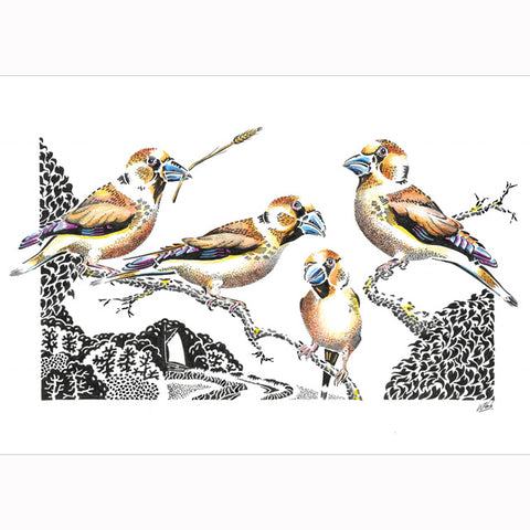 Kevin Cook, A Trembling of Hawfinches, Fine Art Greeting Card